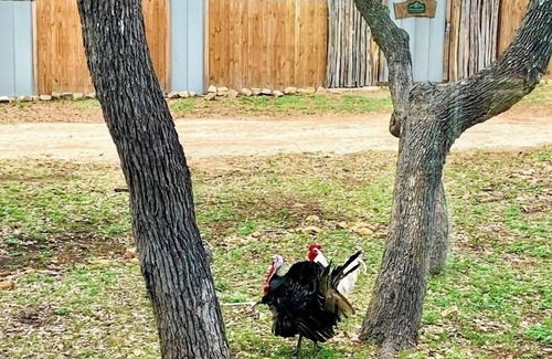 Boerne Bed & Breakfast | The Lodge @ HomeAway Ranch