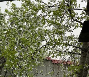 Arabkir House | The Nut Guest House
