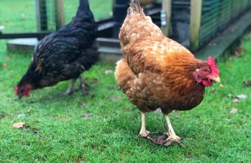 North Perrott Bed & Breakfast | The Old Rectory Somerset