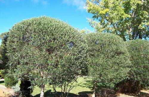 Diamondvale Cottage | The Olive Tree Cottage