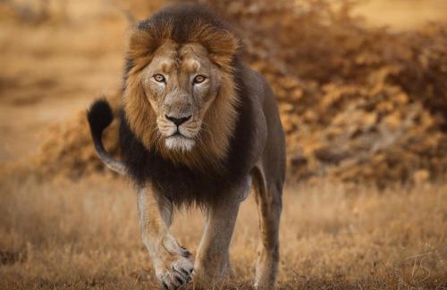 Talala Hotel | The Postcard Gir Wildlife Sanctuary