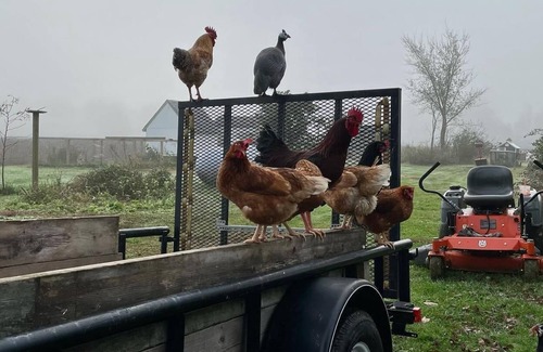 Wicomico County House | The Rooster and Chick"In' Bed and Breakfast