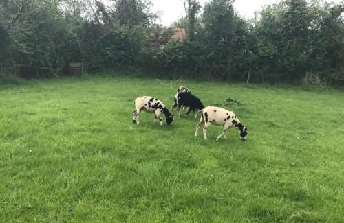 Wedmore Apartment | The Stable Poplar Farm