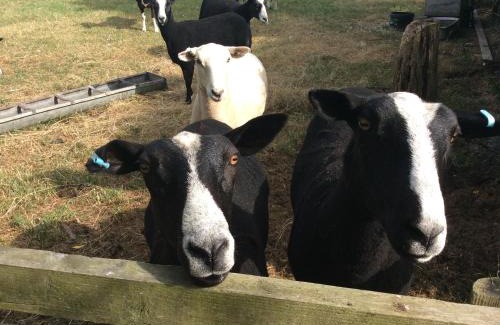 Wedmore Apartment | The Stable Poplar Farm