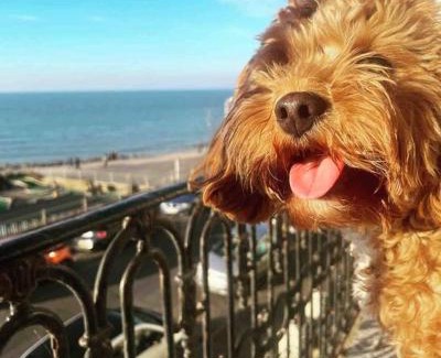 Margate Apartment | The Terrace At Westbrook - Pet friendly