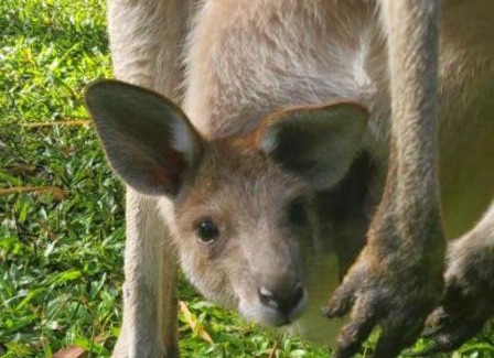 Pomona House | The Wake-up Call Accommodation & Retreats - Noosa Hinterland