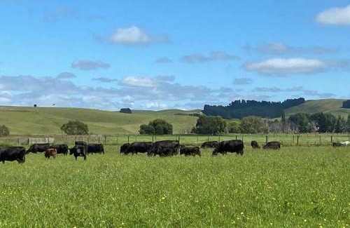 Timaru District House | Tiny Shepherd's Rest Cabins