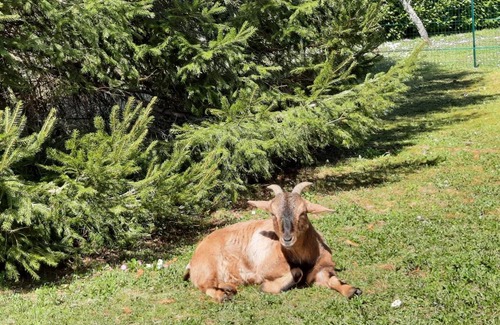 Surdoux Other | Tipi avec animaux pour famille nature