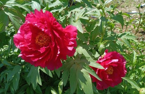 Nakajujo House | Tokyo downtown牡丹莊