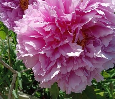 Nakajujo House | Tokyo downtown牡丹莊