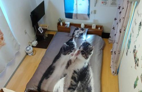 Honmachi Apartment | Tokyo Shibuya Shinjyuku Cat House !