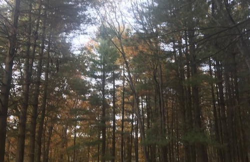 Bluford Cabin | Total Solar Eclipse April 8 2024