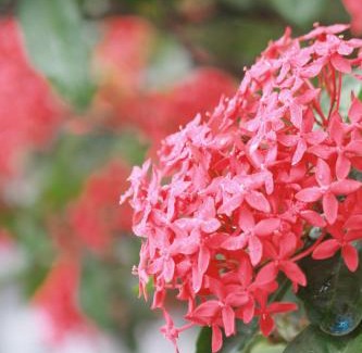 Hoa Lu Bed & Breakfast | Trang An Viet Anh Homestay