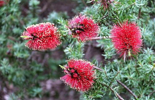 Yeagarup Ski Chalet | Treenbrook Cottages