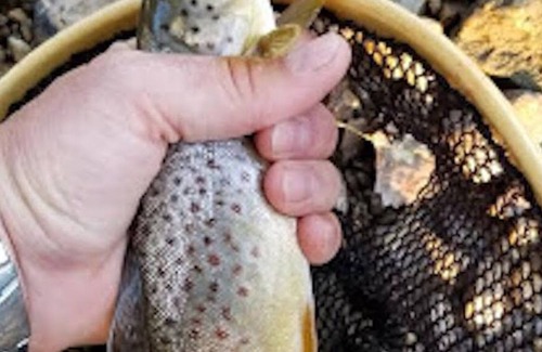 Waterville Cabin | Trout Lodge w/ Hot Tub