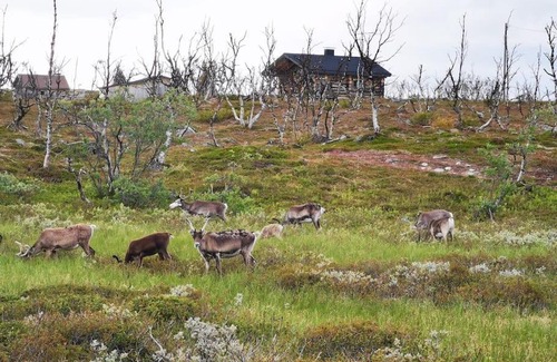 Utsjoki Apartment | Tunturikelo - beautiful log cottage in the Fells