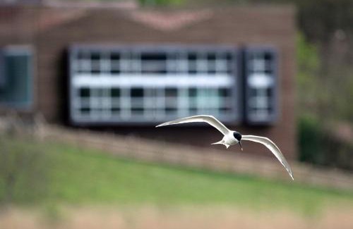 Gautegiz Arteaga Hotel | Urdaibai Bird Center