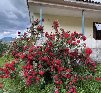 Elbasan Villa | Vila Redi