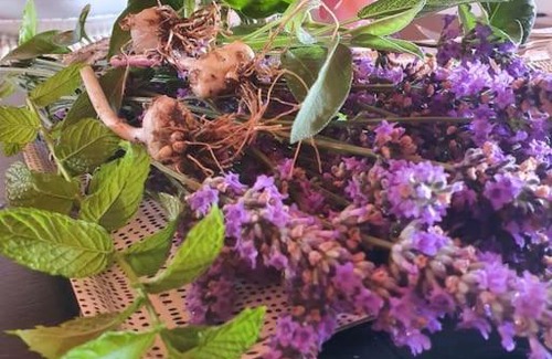 Sestanovac Villa | Villa anno 1911