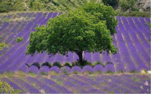 La Bastide-des-Jourdans House | Villa au calme et sans vis à vis , proche du village