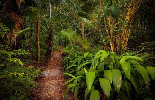Redlynch House | 》Villa Entrata+ Jungle bridge! Cairns best secret《