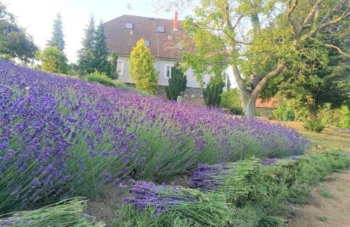 Badacsonytordemic House | Villa Izabella