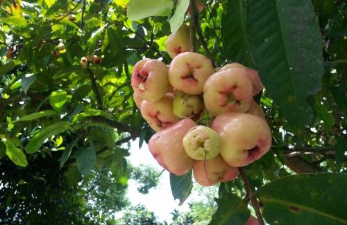 Shoufeng House | Villa of Permaculture