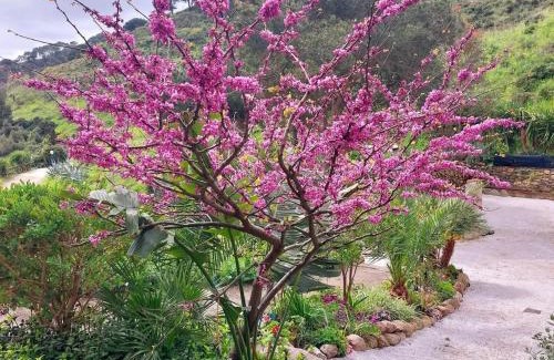 Rio nell'Elba Apartment | villetta dei fichi d'India