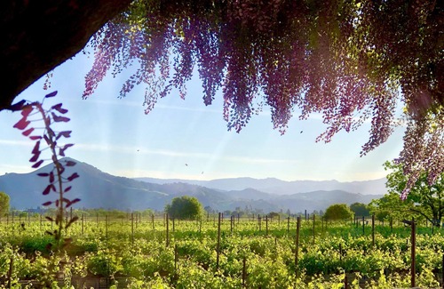Morgan Hill Apartment | Vineyard suite located in the orchard with private entrance