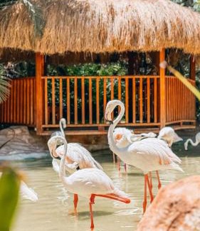 Ismailia House | Waterfall Zoo Lodge Deluxe Suite 1