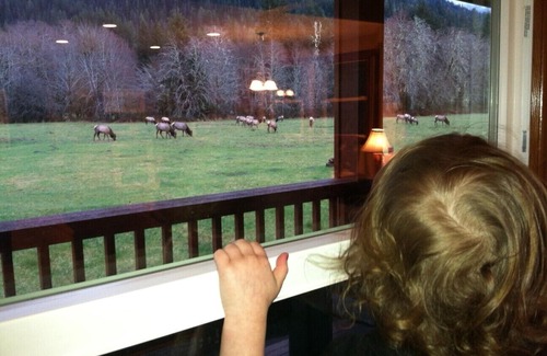 Quinault House | Welcome to the Elk House! 4 Private Acres/Close to Hiking and Lake Quinault!