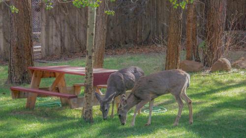 Ruidoso House | Whispering Pine Cabins