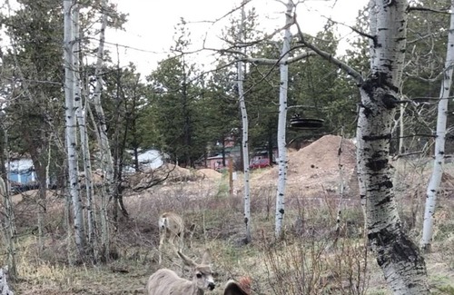 Red Feather Lakes Cabin | Wildlife and aspen trees surround the cabin cottage at Redfeather Lakes