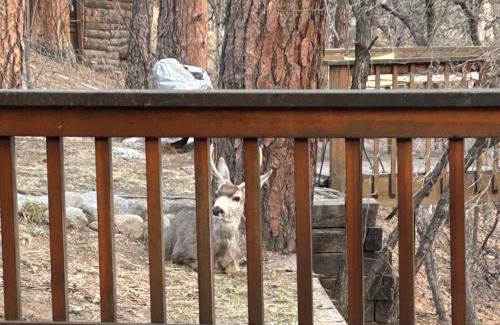 Ruidoso House | Willowhaven