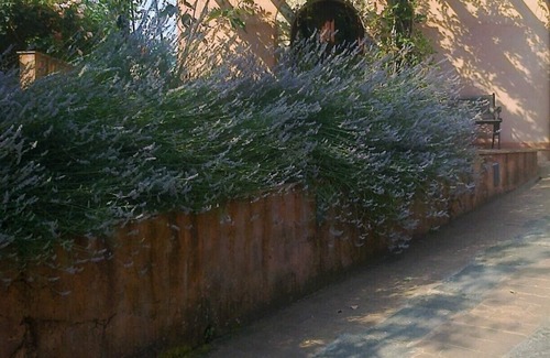 Fivizzano Apartment | Wisteria: Country nest with pool in countryside near Cinque Terre
