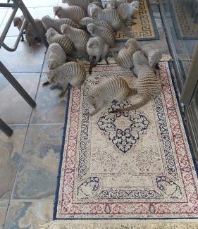 Leeupoort Villa | Woodpecker Villa Guesthouse