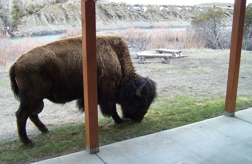 Gardiner Cabin | Yellowstone Riverfront Cabin, Sleeps 9, $171-$325/nt, 300 yards to Yellowstone