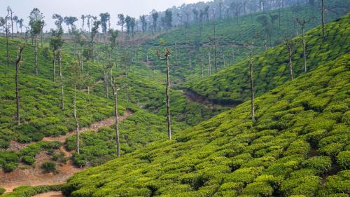 Valparai Hotel | Zen Vista