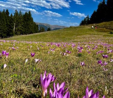 Salpazarı Villa | Zifin dağ evi