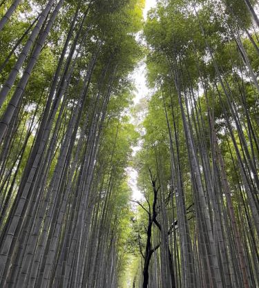 嵐山 天龍の宿 駐車無料 一棟貸切 最大5人 Dragon Legend Arashiyama Central Private Rare Modern House Free Parking Max 5ppl