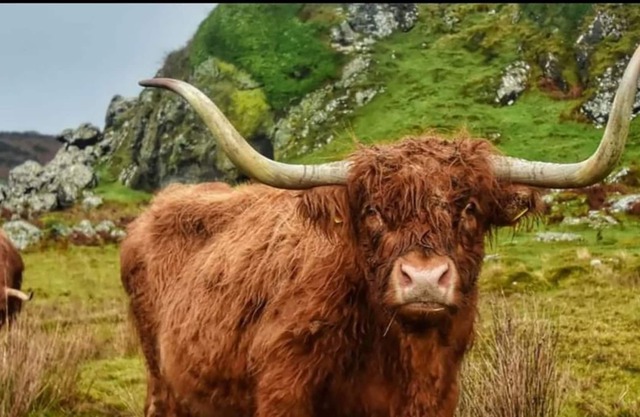 1 bedroom accommodation in All Isle of Bute