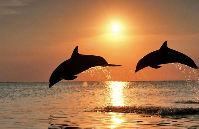 #303 A Luxury Resort at Little Harbor With Dolphins and Fishing Just Steps Away