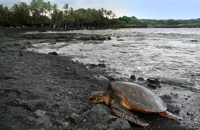 A paradise for turtles on the black sand beach of Punalu'u