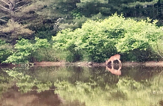 A rare find near New Paltz with private pond