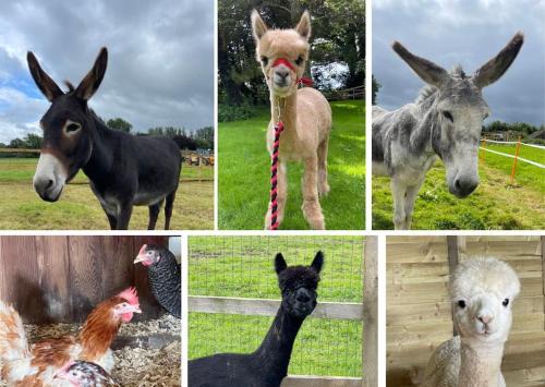 A space with amazing views and alpacas to enjoy