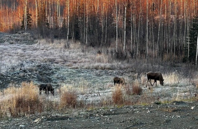 Aero View Cabin 2 with Mountain & Airport Views