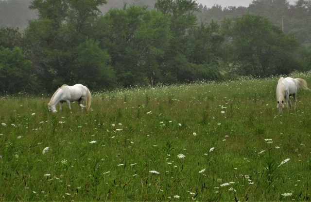 Affordable , Beautiful Farm Stay Campground in Amish Country, Tent Camping