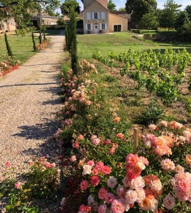 Allée des Roses