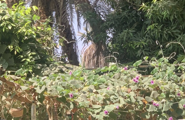 An idyllic camping lodge on the banks of the Nile. Amidst mango groves.