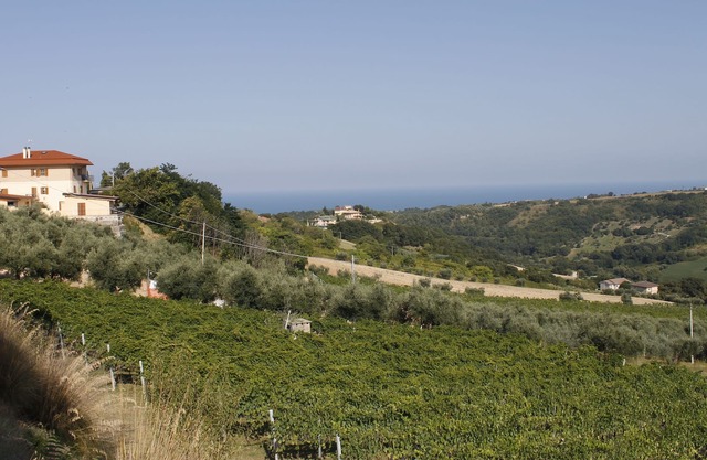 Apartment between the vineyards and the sea